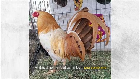 duke hulsey gamefowl history.